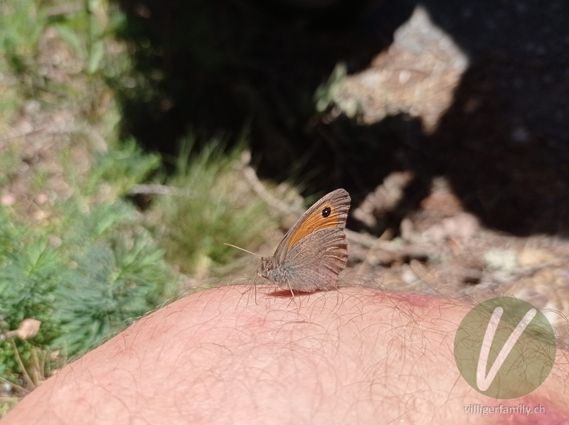 Kleines Wiesenvögelchen: Übersicht